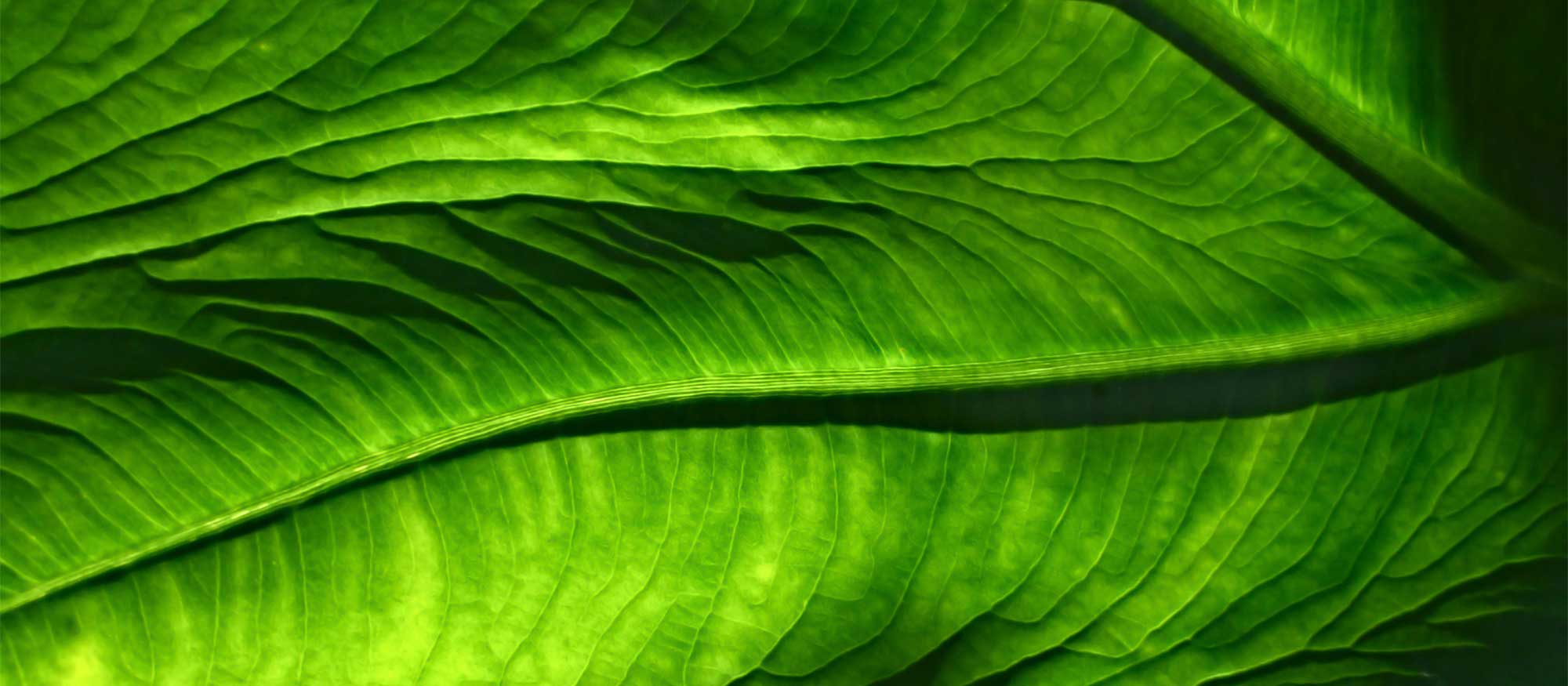 leaf pattern deep green color